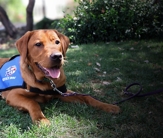 Donate | Newlifek9s